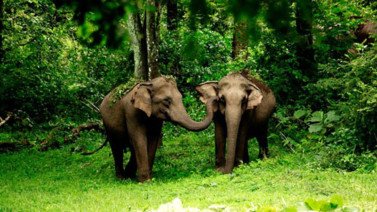 Wildlife & Nature